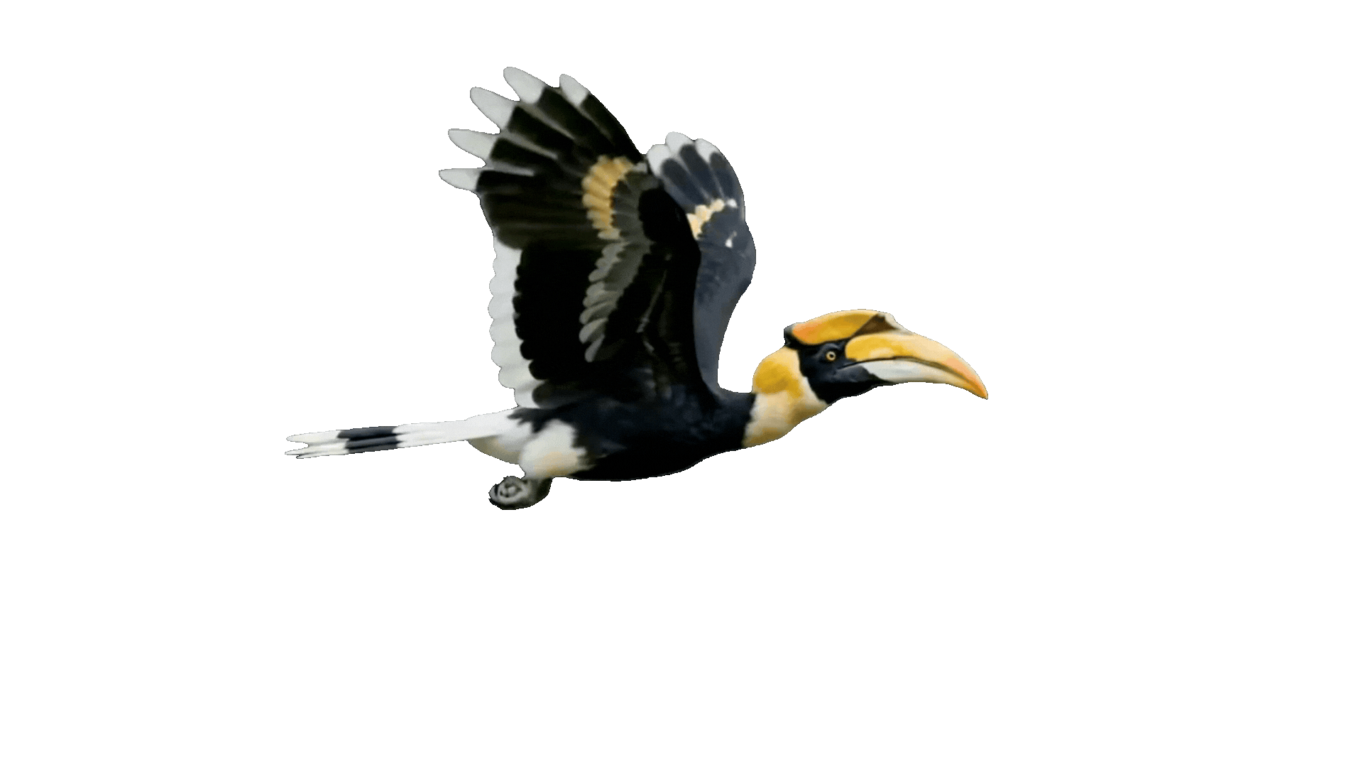 Flying Great Hornbill
